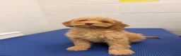 Cockapoo dogs for sale: Stunning F1 Cockerpoos🧸 - Advert 1
