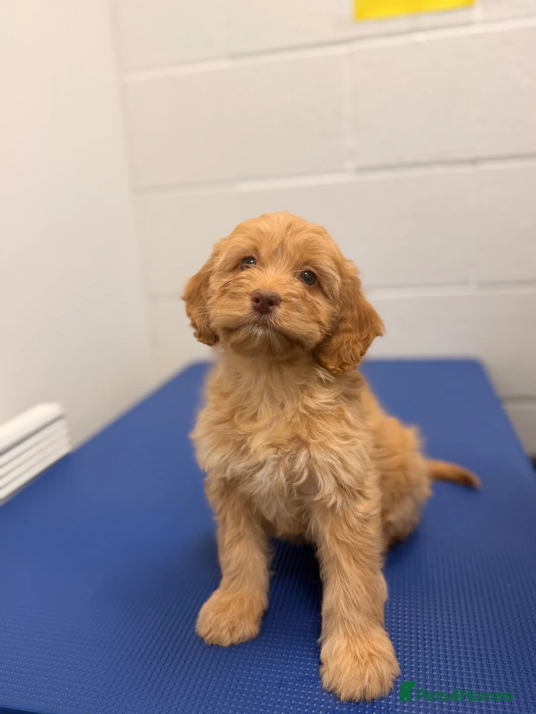 Cockapoo dogs for sale: Stunning F1 Cockerpoos🧸 - Advert 1