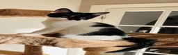 Mixed Breed cats for sale: Kittens for sale ,mixed breed, wonderful behaviour - Advert 4