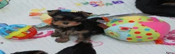 Yorkshire Terrier dogs for sale: Adorable KC reg puppies 🩵💕 - Advert 13