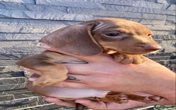 Miniature Dachshund dogs for sale: Miniature dachshunds READY NOW - Advert 17