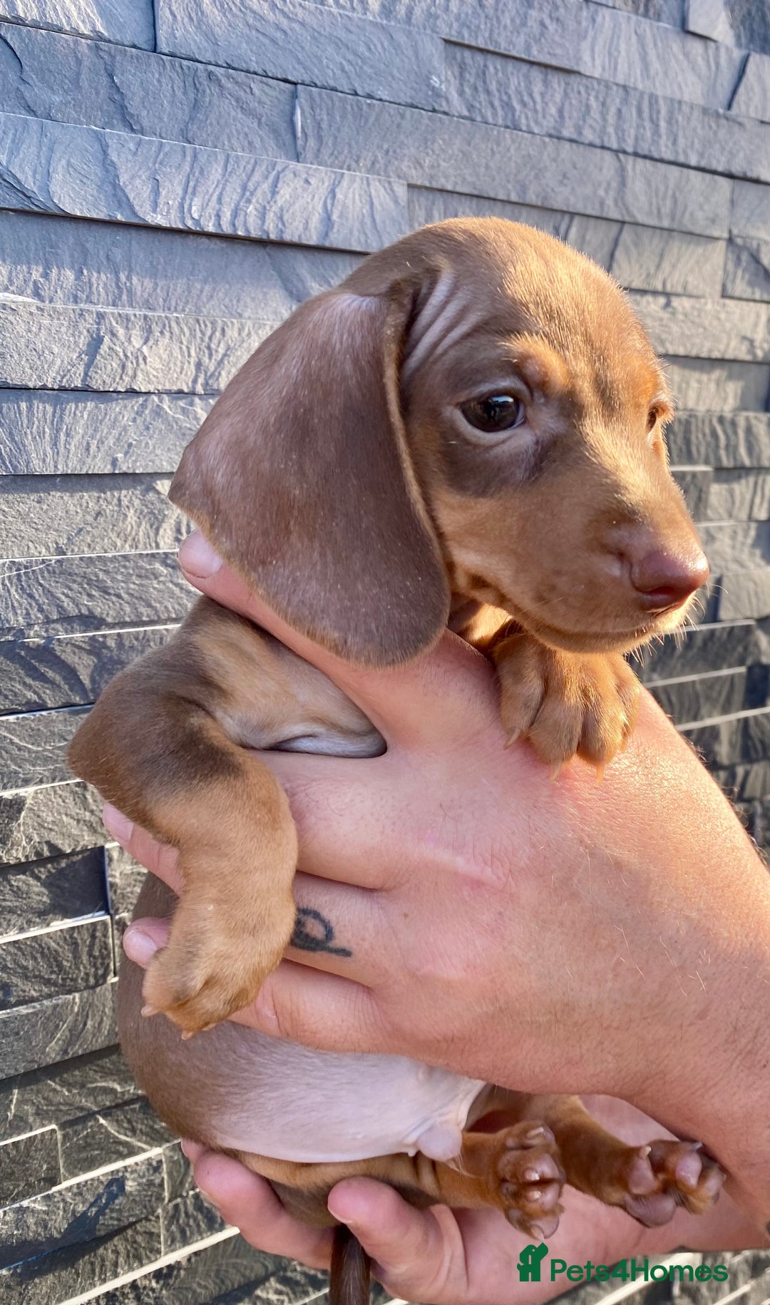 Miniature Dachshund dogs for sale: Miniature dachshunds READY NOW - Advert 17