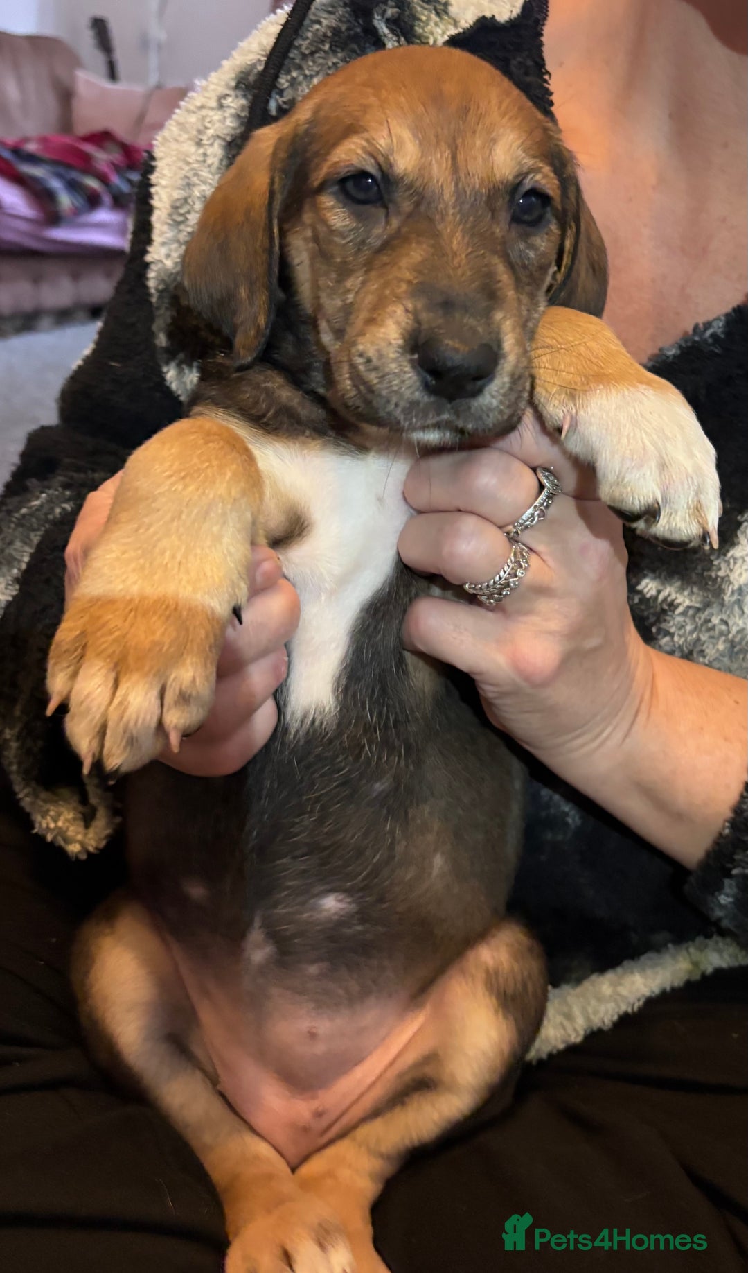 Mixed Breed dogs for sale: SalukiX⭐️ ONLY 4 Left ! READY TO GO  - Advert 17