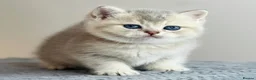 British Shorthair cats for sale: Beautiful AY11 blue golden British shorthair - Advert 6