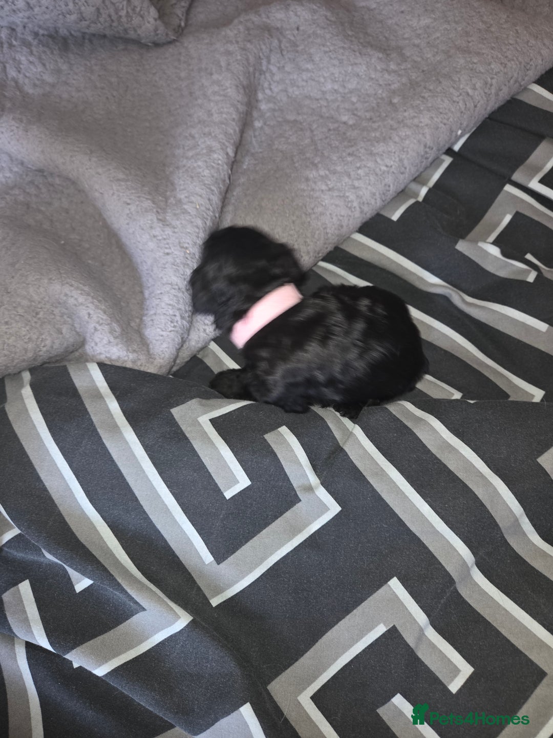 Cockapoo dogs for sale: Puppy cockapoos  - Advert 20