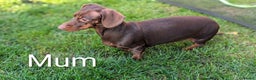 Miniature Dachshund dogs for sale: KC Miniature Dachshund ( MALE )  - Advert 7