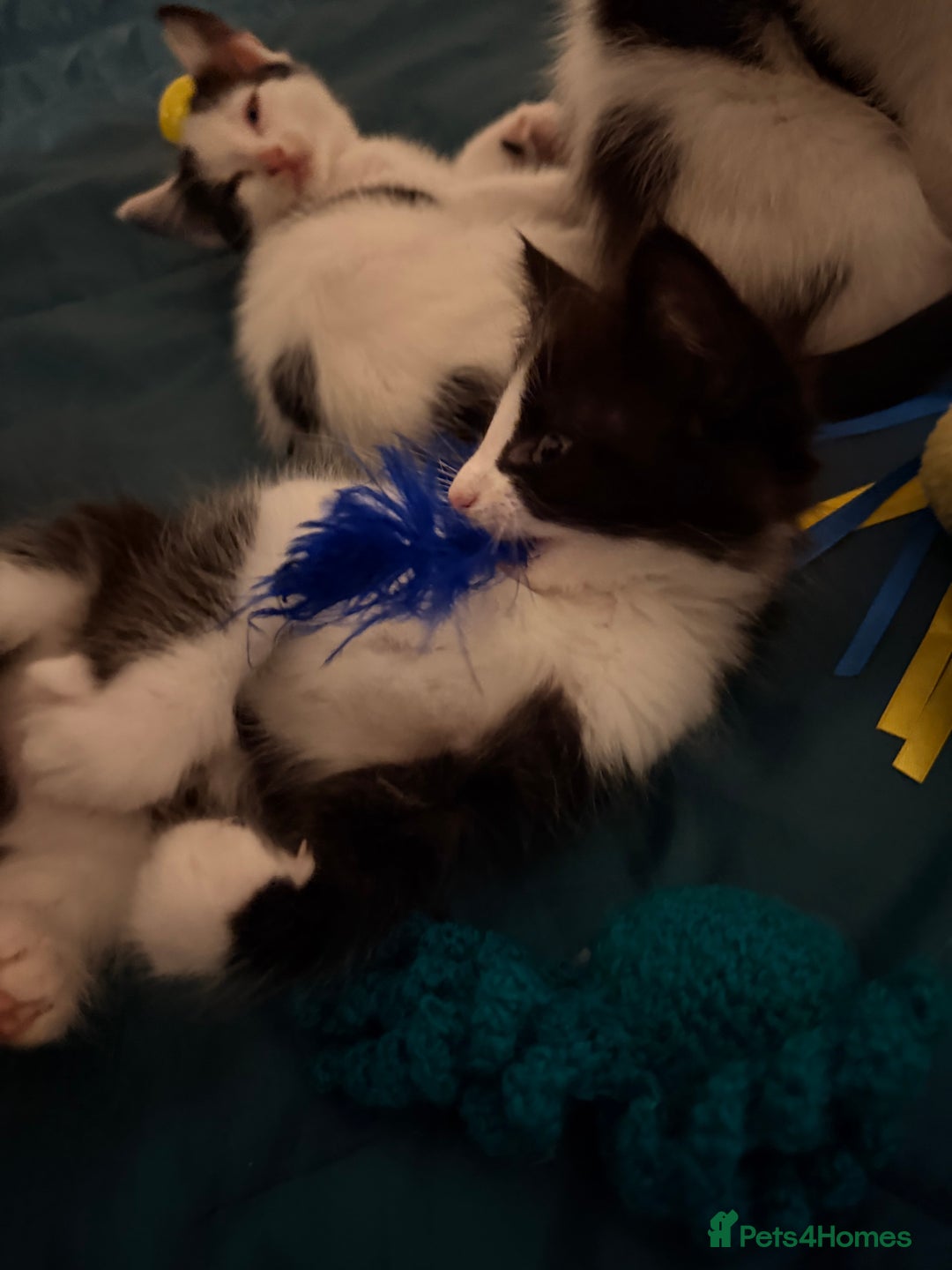 British Shorthair cats for sale: 4 adorable black and white kittens - Advert 7