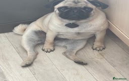 Puggle dogs for sale: Maya pug  - Image 12