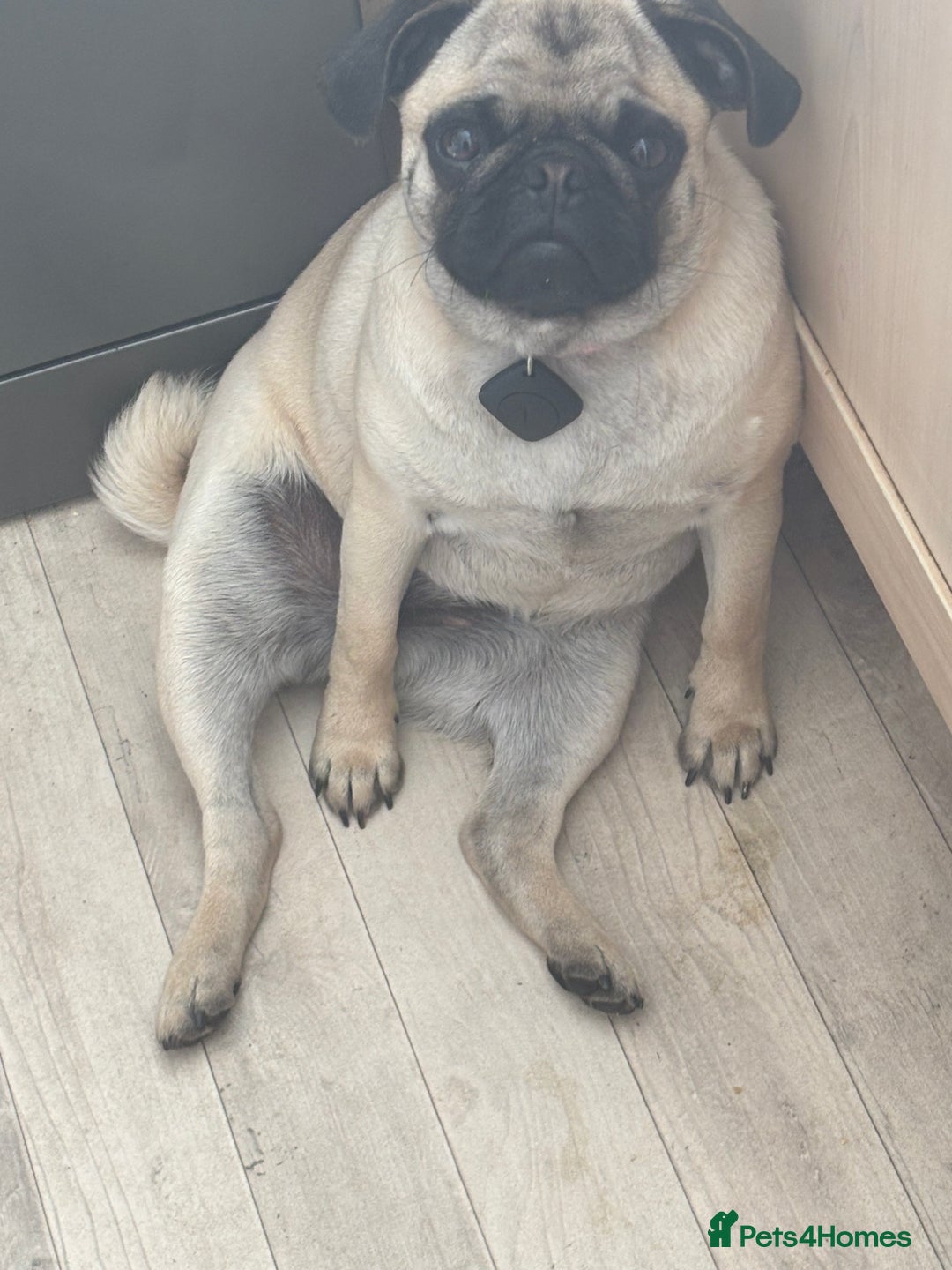 Puggle dogs for sale: Maya pug  - Image 12