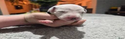 Dalmatian dogs for sale: Stunning Pure Dalmation Puppies  - Advert 33