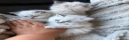 Ragdoll cats for sale: Ragdoll littens in Leven - Advert 2