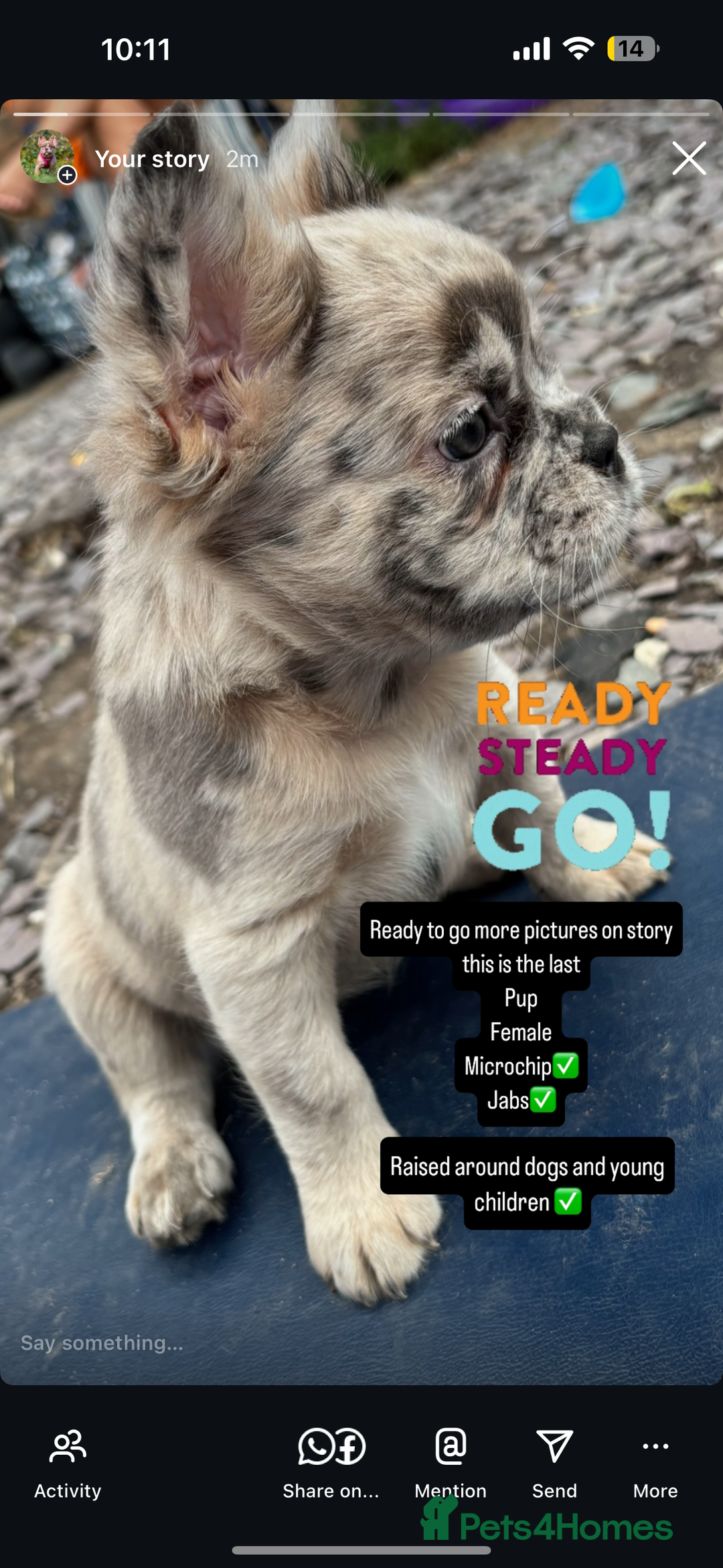 French Bulldog dogs for sale: L4/L5 Fluffy Frenchies - Image 17