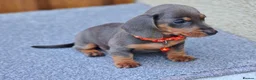 Dachshund dogs for sale: KC REG MINUTURE DACHSHUND PUPS  - Advert 2