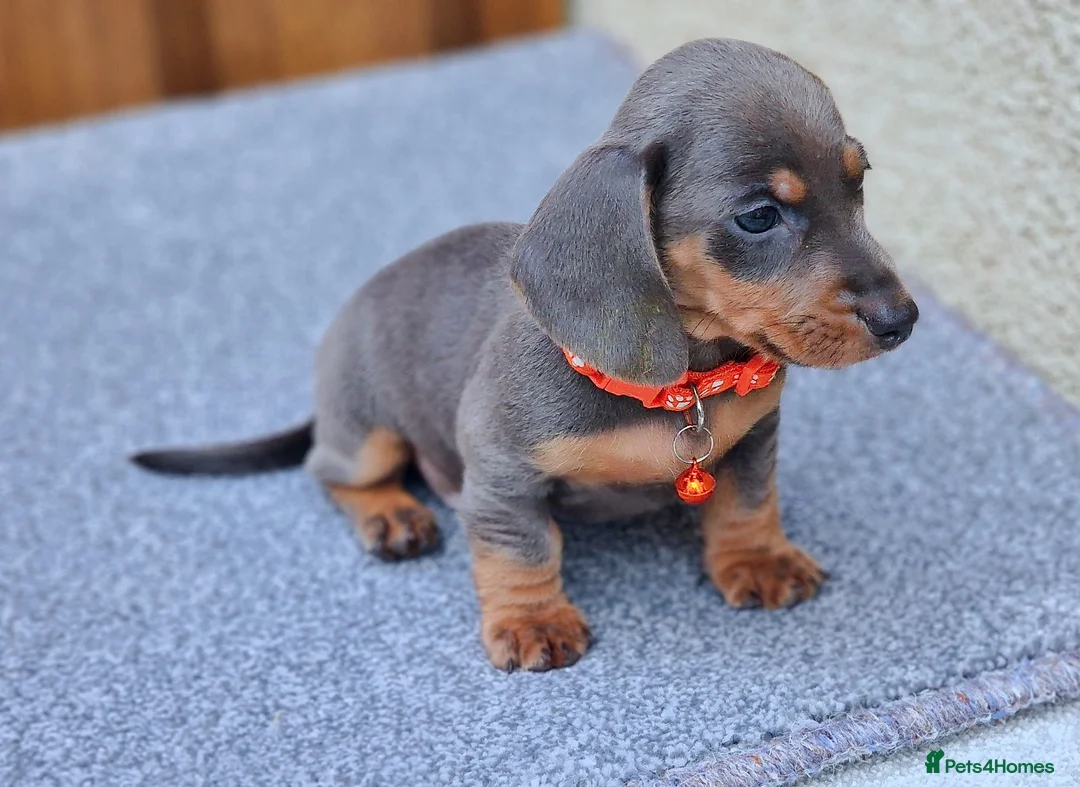 Dachshund dogs for sale: KC REG MINUTURE DACHSHUND PUPS  - Advert 2