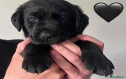 Labrador Retriever dogs for sale: Labrador Puppies  - Image 10