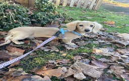 Miniature Dachshund dogs for sale: English Cream Miniature Dachshund Puppys - Image 7