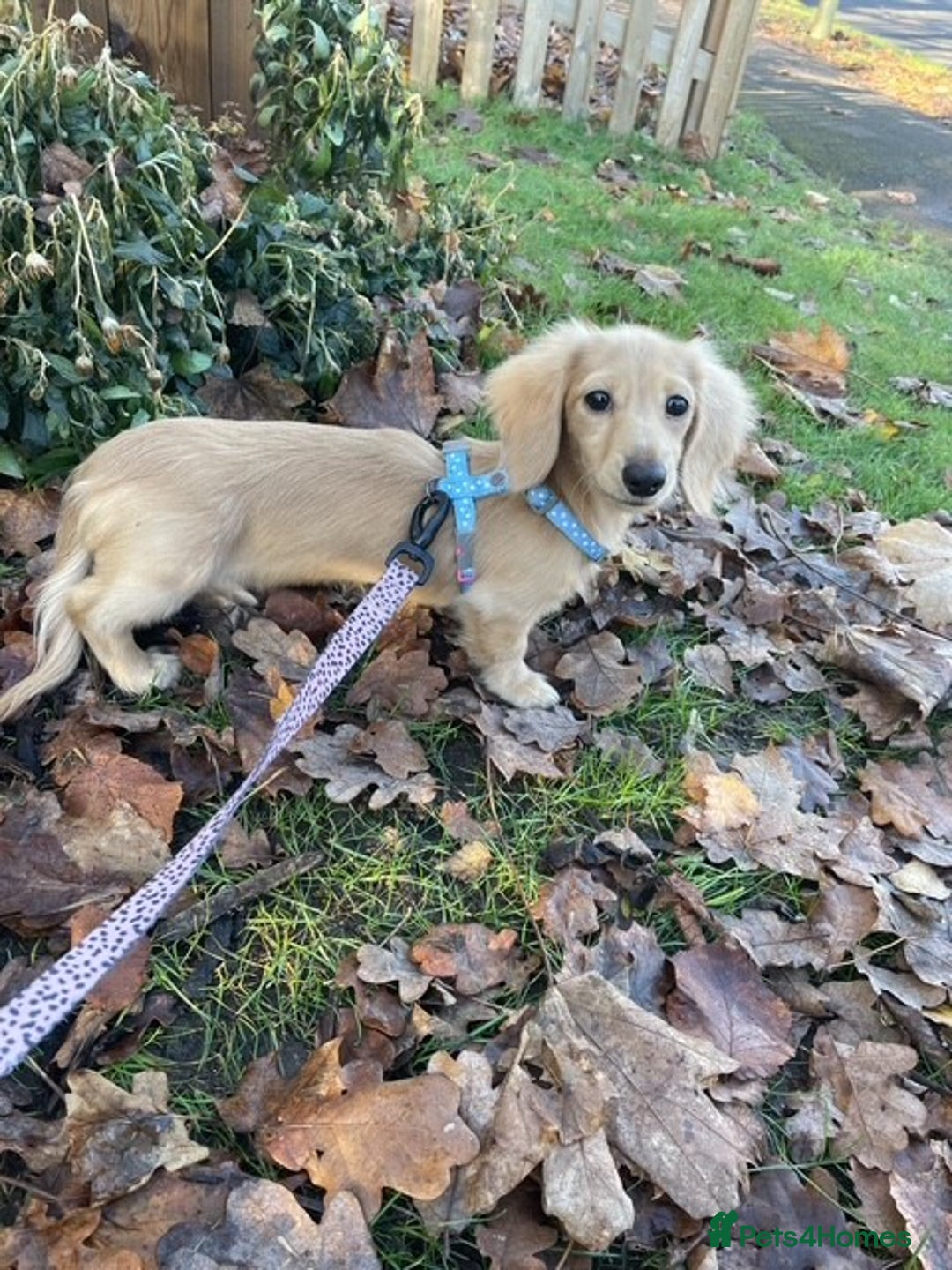 Miniature Dachshund dogs for sale: English Cream Miniature Dachshund Puppys - Image 7