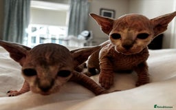 Sphynx cats for sale: Sphinx kittens  - Image 6