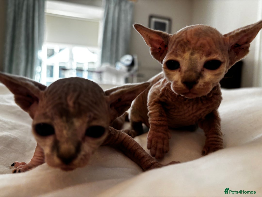 Sphynx cats for sale: Sphinx kittens  - Image 6
