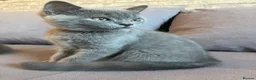 British Shorthair cats for sale: 💙 Gorgeous Blue British Shorthair Kittens  💙 - Advert 12