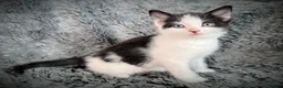 Mixed Breed cats for sale: 9 beautiful kittens looking for new homes  - Advert 31
