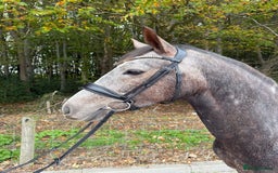 Connemara horses for sale: Smokey Todd - Safe, scopey and sensible - Image 8