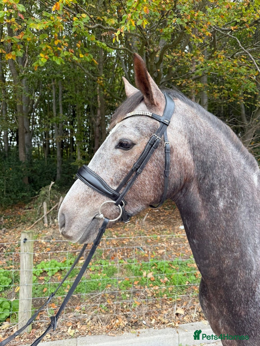 Connemara horses for sale: Smokey Todd - Safe, scopey and sensible - Image 8