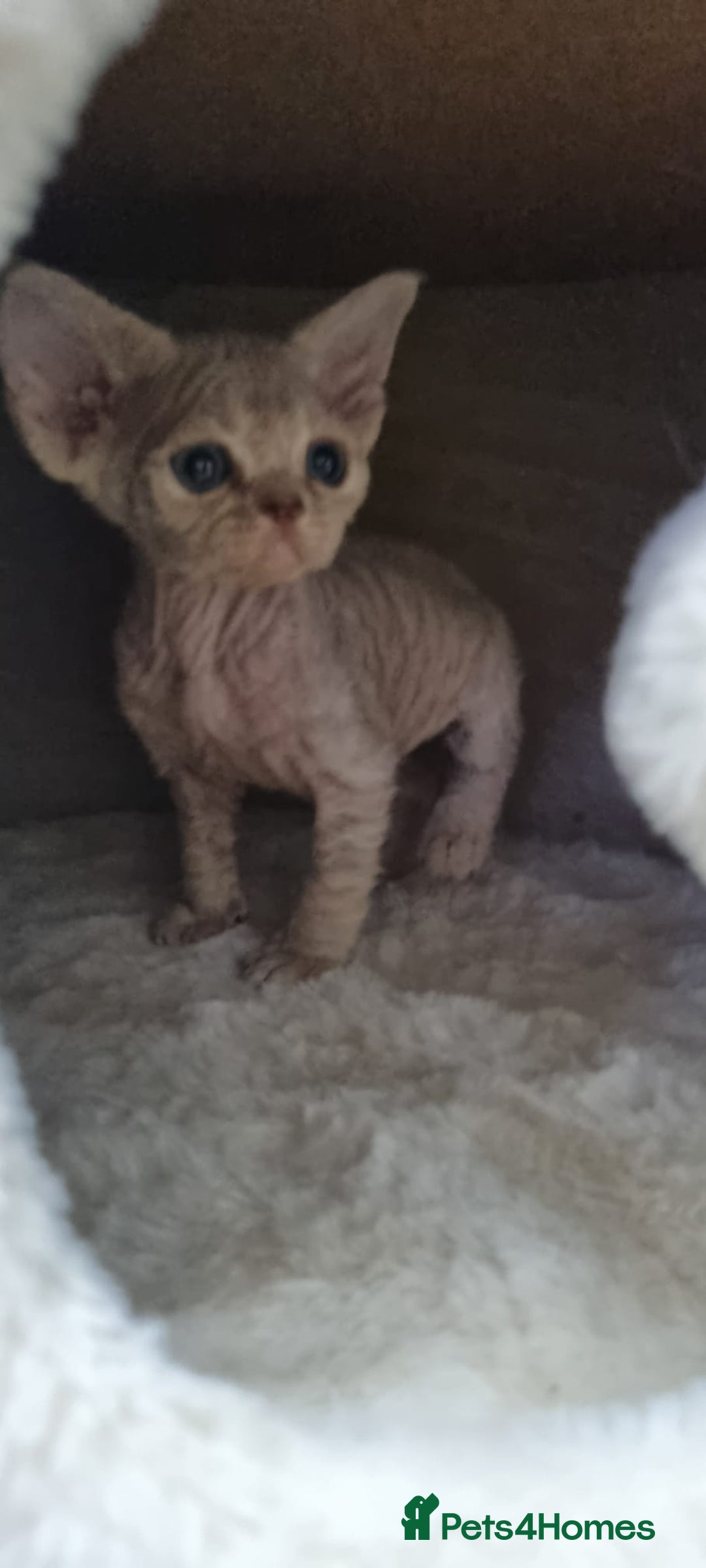 Devon Rex cats for sale: ❤️ Gorgeous Devon Rex Girls ❤️ - Advert 7