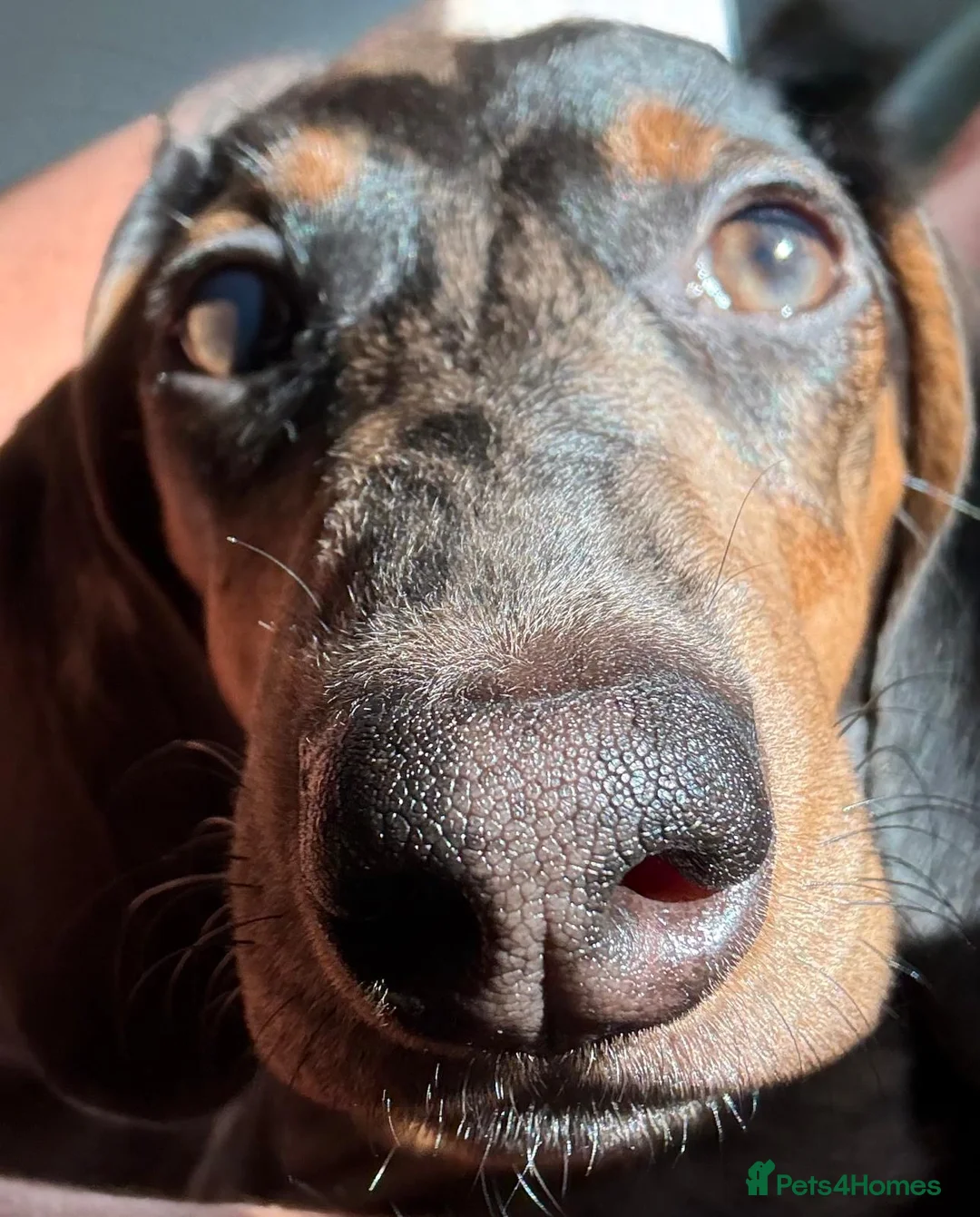 Dachshund dogs for stud: Dachshund Stud Wanted - Advert 2