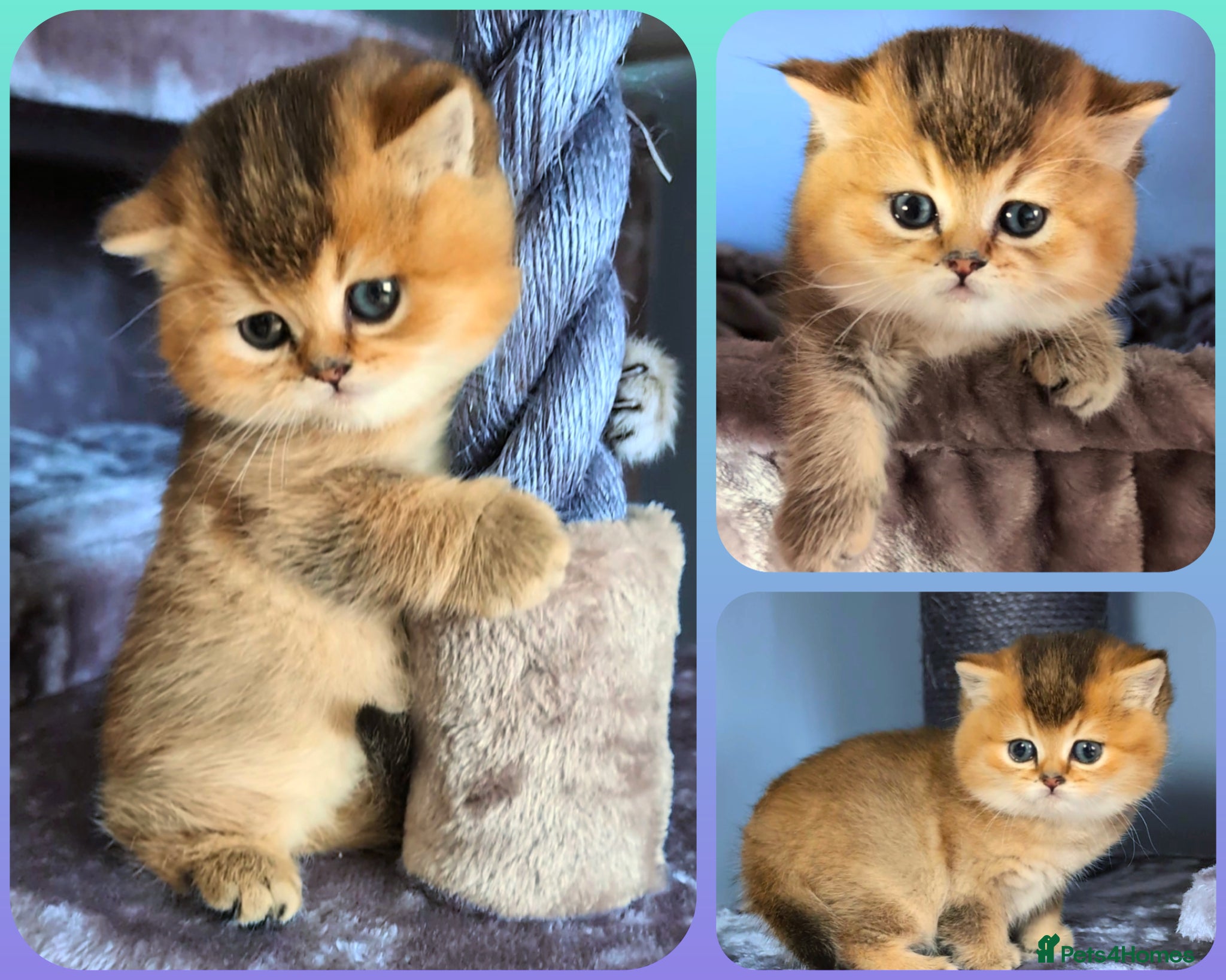 British Shorthair cats 🏆LAST BOY 🐾 GOLDEN NY 12 ❣️ TICA and GCCF reg  - Advert 4