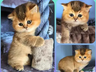 British Shorthair cats 🏆LAST BOY 🐾 GOLDEN NY 12 ❣️ TICA and GCCF reg - Advert 4