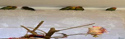 Lovebirds birds for sale: Bonded pairs of lovebirds for sale  - Advert 4