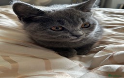 British Shorthair cats for sale: British Shorthair  - Image 7