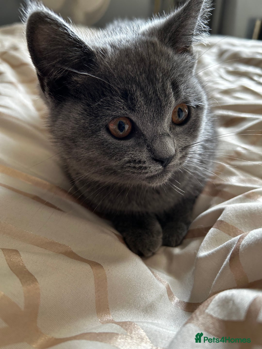 British Shorthair cats for sale: British Shorthair  - Image 7