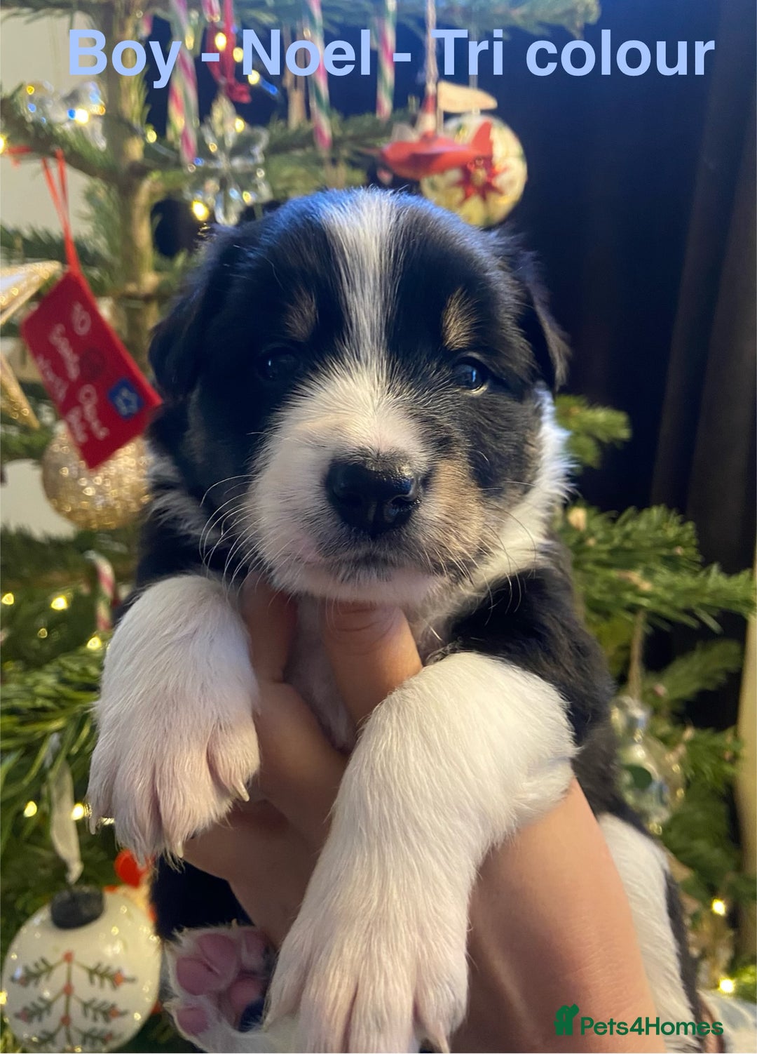 Border Collie dogs for sale: 6 gorgeous high quality Border Collie Puppies  - Advert 11