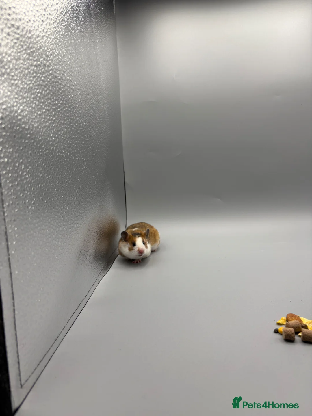 Hamster rodents for sale: Pedigree tame Syrian hamsters  - Advert 3