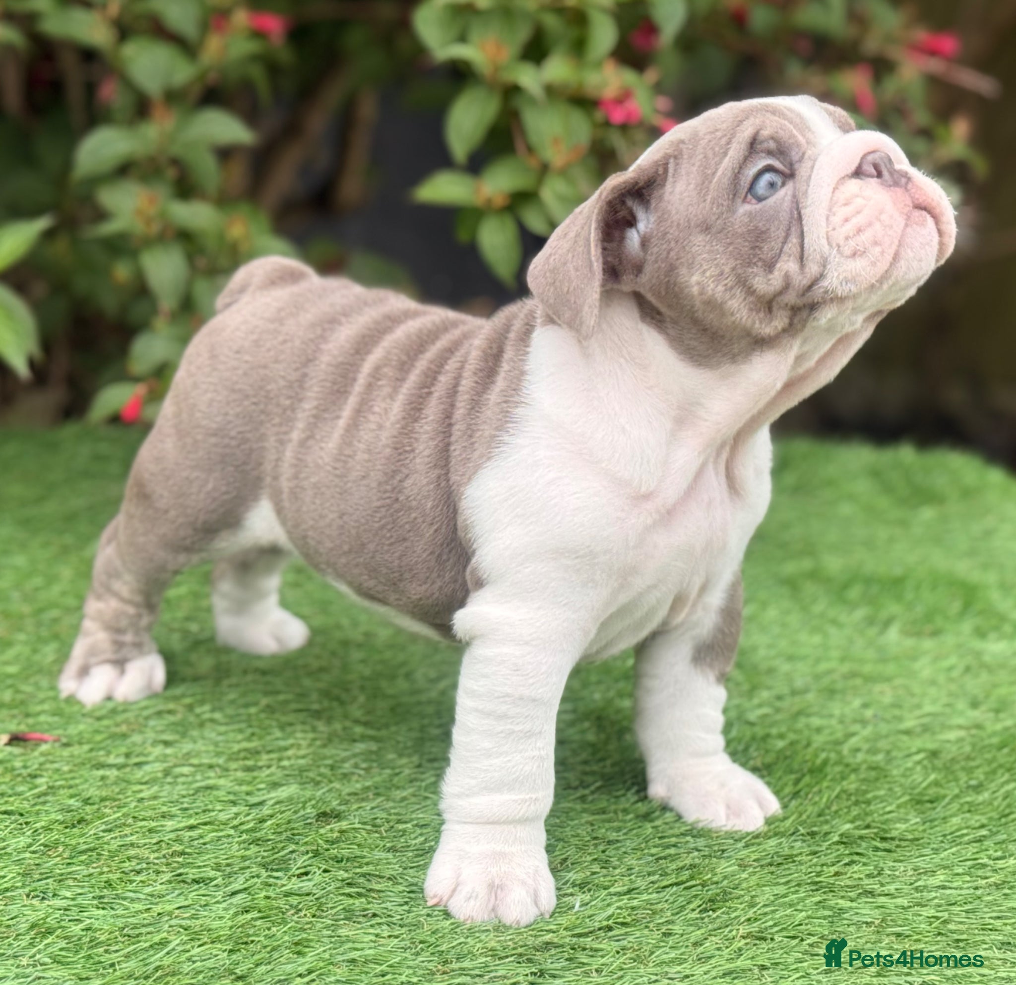 English Bulldog dogs for sale: English Bulldogs Pups for Sale  - Advert 9