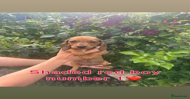 Miniature Dachshund dogs - Advert 14