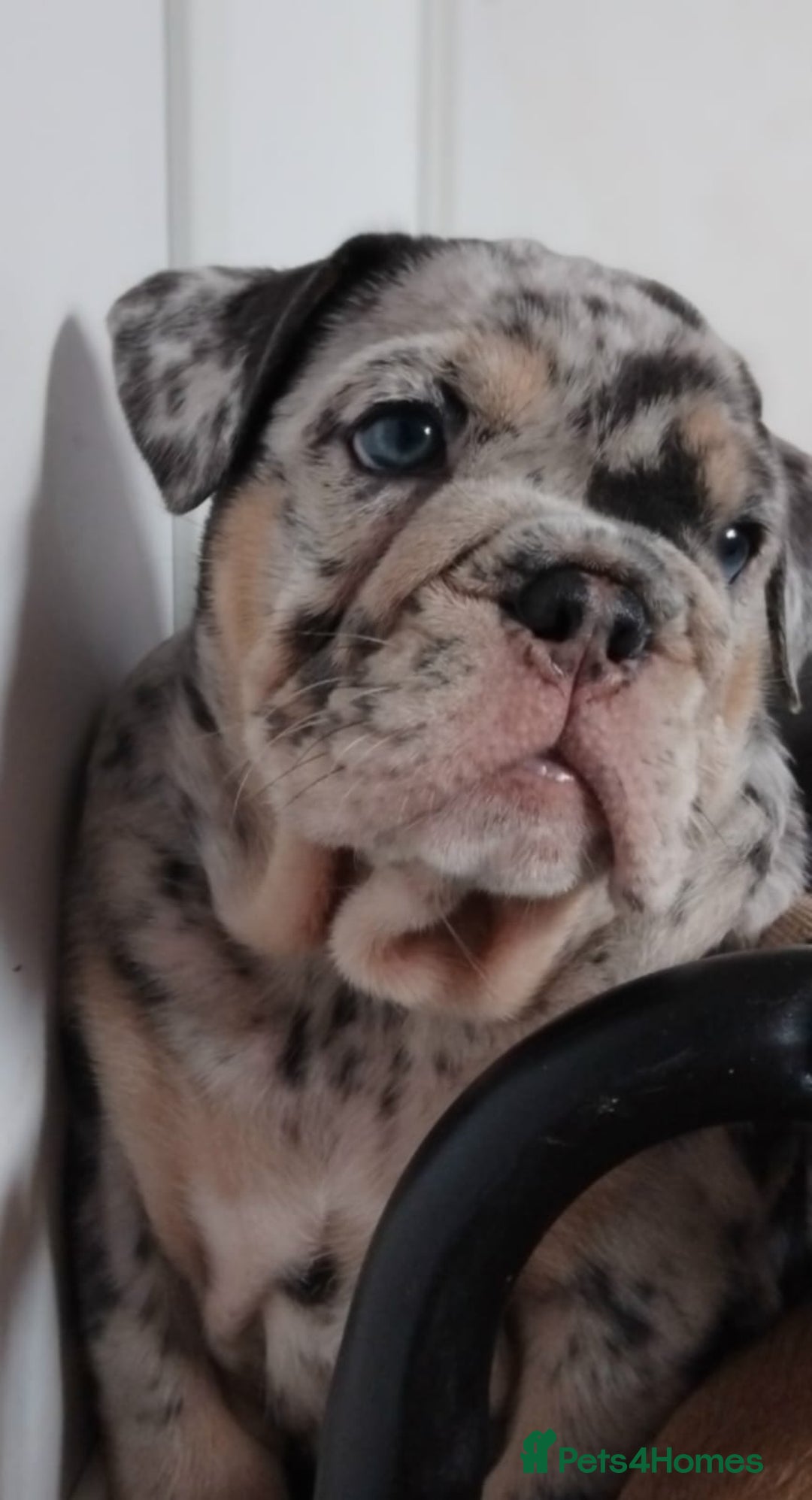 English Bulldog dogs for sale: Beautiful English Bulldog Puppies - Image 5