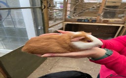 Guinea Pig rodents for sale: Stunning baby guinea pig  - Image 4