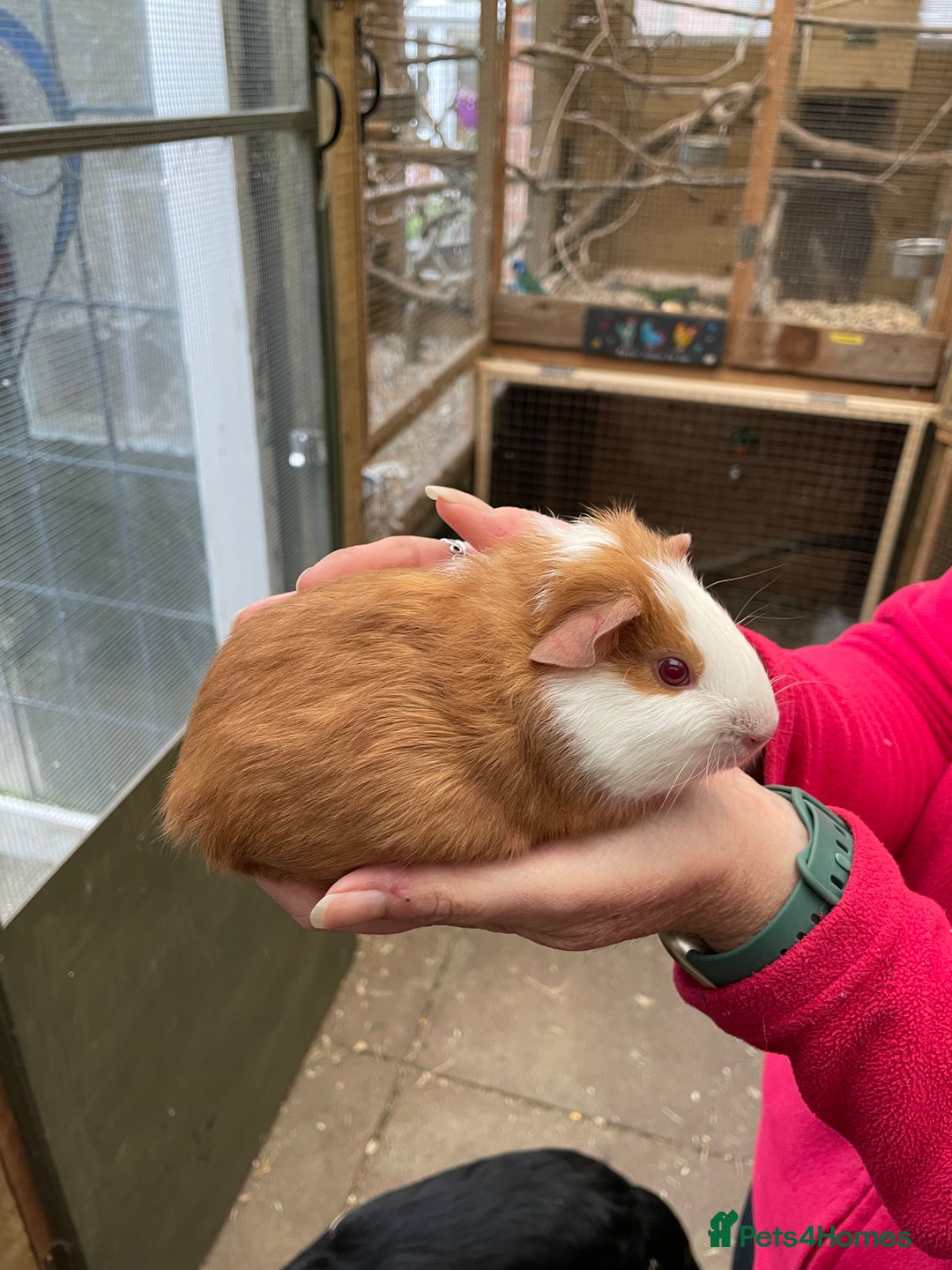 Guinea Pig rodents for sale: Stunning baby guinea pig  - Image 4
