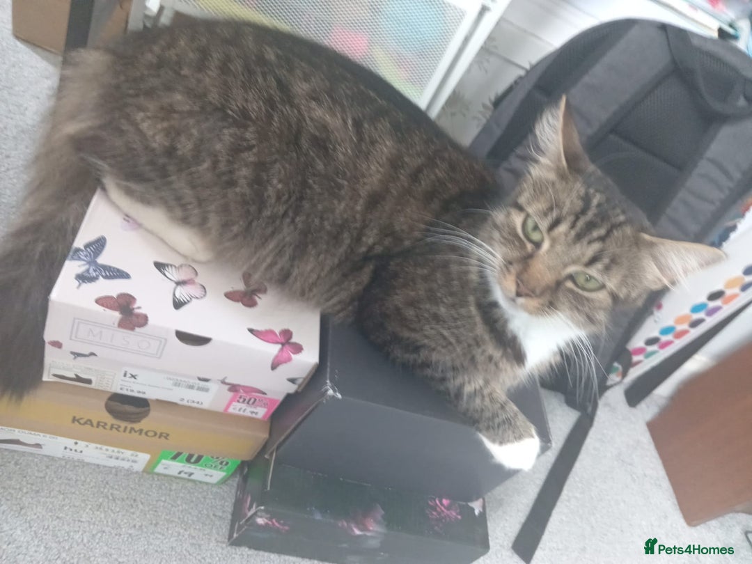 Mixed Breed cats for sale: Mixed breed Tabbies  - Image 8