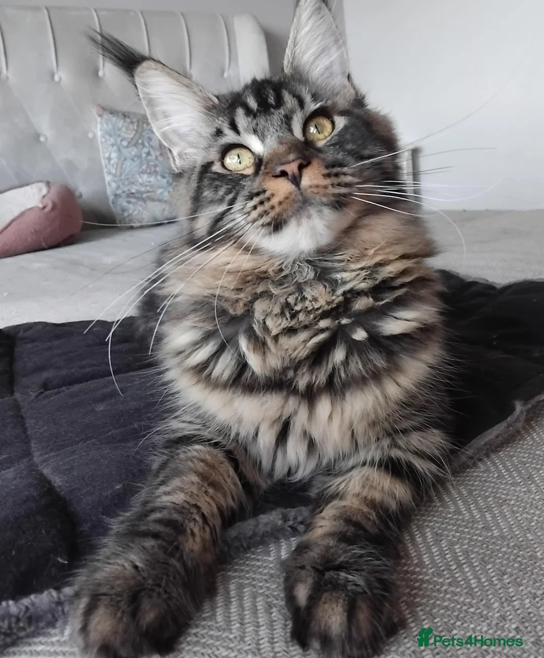 Maine Coon cats for sale: Maine coon black tabby, big size, registred - Advert 1