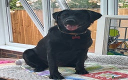 Labrador Retriever dogs for sale: Beautiful Black Lab Female  - Image 2