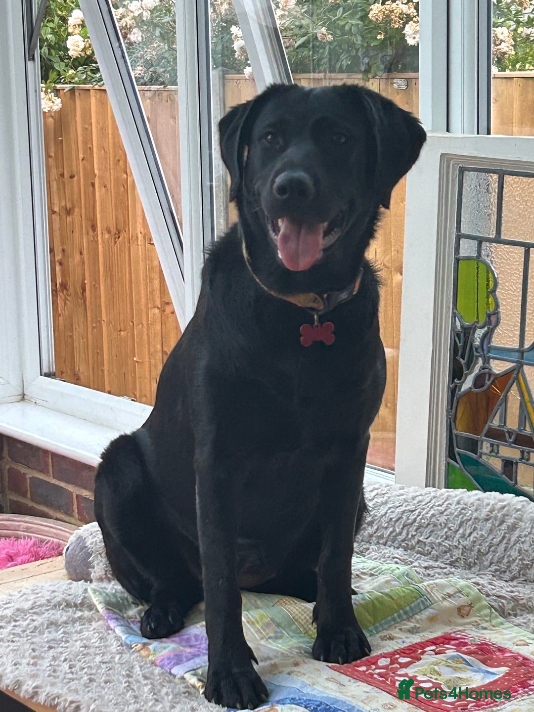Labrador Retriever dogs for sale: Beautiful Black Lab Female  - Image 2