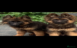 German Shepherd dogs for sale: German shepherd puppies for sale  - Image 4
