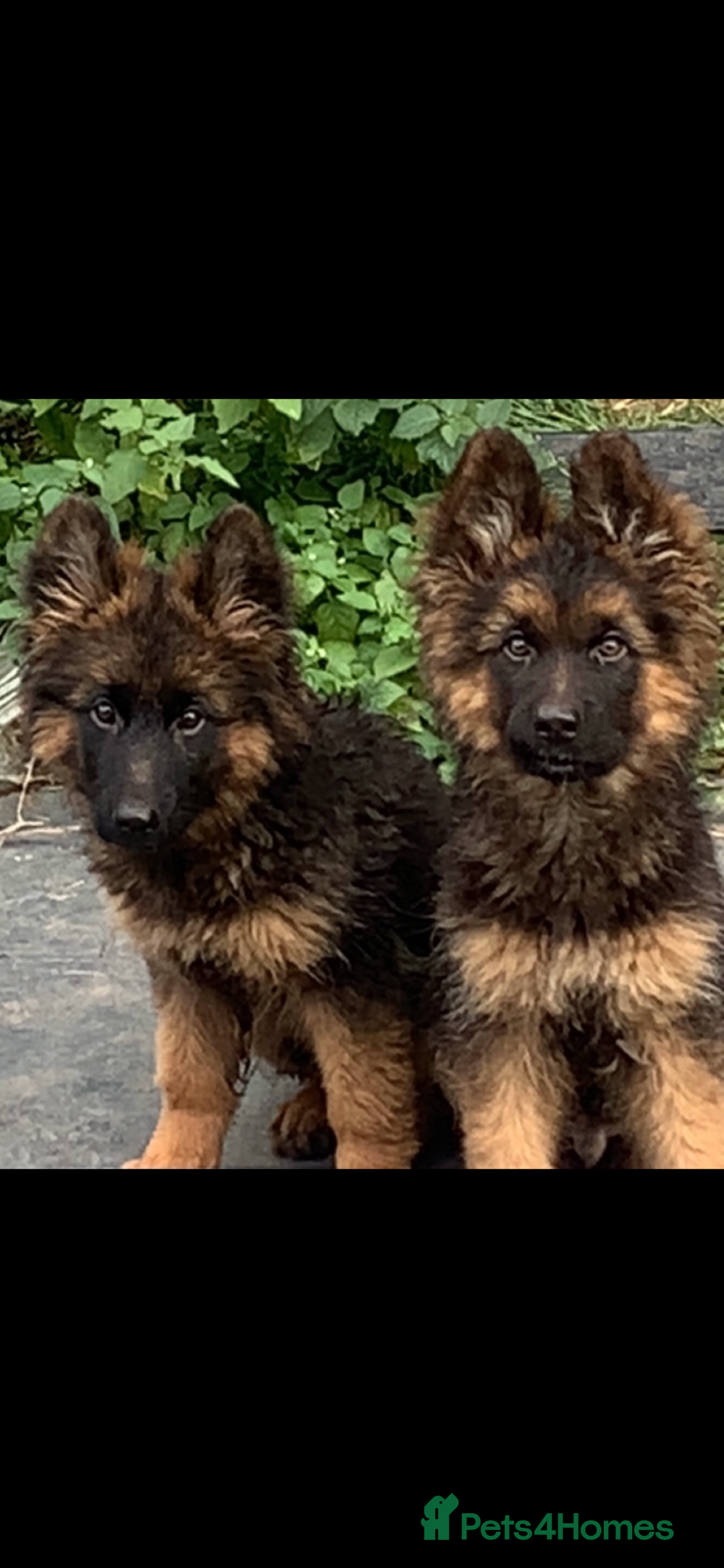 German Shepherd dogs for sale: German shepherd puppies for sale  - Image 4