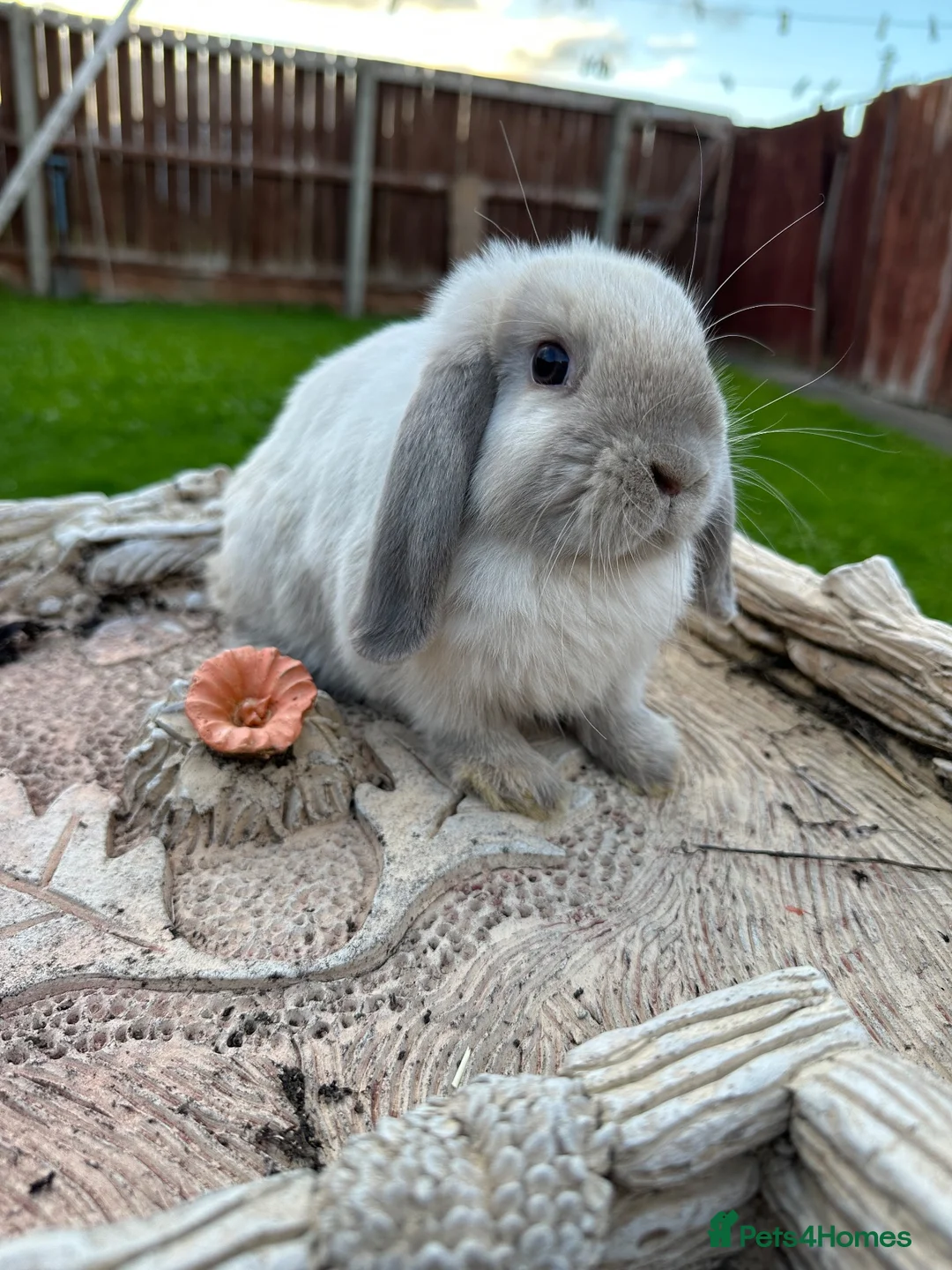 Mini Lop rabbits for sale: Mini lop bunny’s for sale update - Advert 2