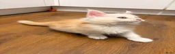 Maine Coon cats for sale: ✨🐾 MEET YOUR FUTURE MAINE COON COMPANION 🐾✨ - Advert 25