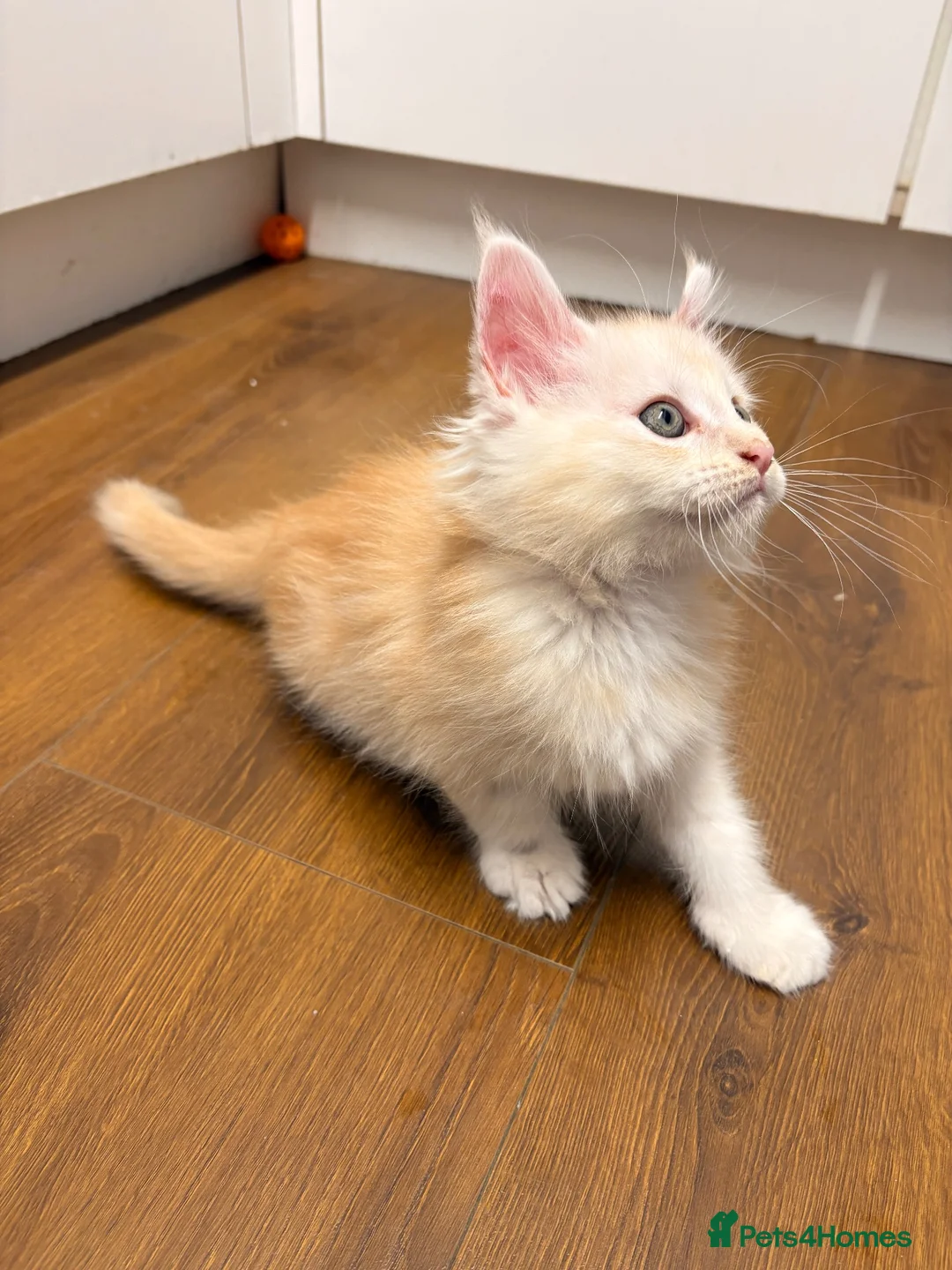 Maine Coon cats for sale: ✨🐾 MEET YOUR FUTURE MAINE COON COMPANION 🐾✨ - Advert 25